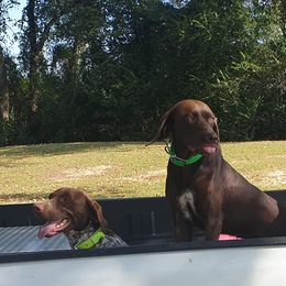 German Shorthaired Pointers from Krazy 8 Kennels