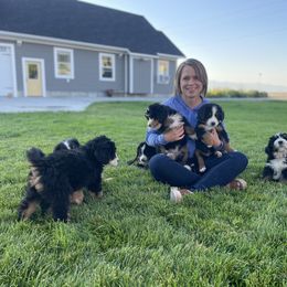 Bernedoodle and Bernese Mountain Dog Puppies from Bernese By Barzees