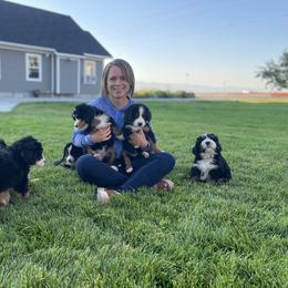 Bernedoodle and Bernese Mountain Dog Puppies from Bernese By Barzees