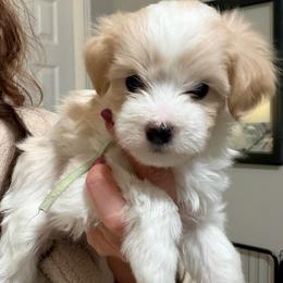 Mint - Parti male Maltipoo puppy in Clarksville, Tennessee from Bee Mine Maltipoos and Pomeranians