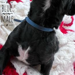 Goldendoodle and Poodle Puppies from Trammell’s Southern Pups