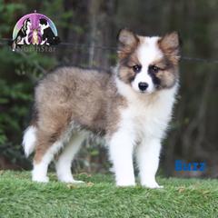 Buzz - male Nenets Herding Laika puppy in Manns Choice, Pennsylvania from Mystic Winds