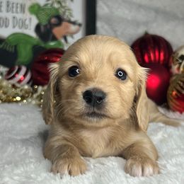 Pumpkin - Cream female Dachshund puppy in Payette, Idaho from NT Mini Doxies