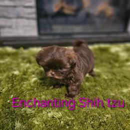 AKC latte - Chocolate female Shih Tzu puppy in Dexter, Kentucky from Enchanting Shih tzu