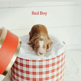 Red Boy - Red  male Goldendoodle puppy in Rio Linda, California from GoldendoodlePaw