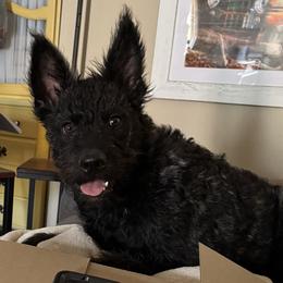 Tyr - Dutch Shepherd