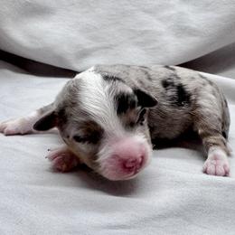 Wilder - Blue merle female Toy Australian Shepherd puppy in Bly, Oregon from Apacheblus Toy Aussies