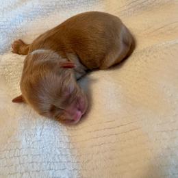 Boy 1 - Red  male Goldendoodle puppy in Gilbert, Arizona from Gilbert Az Doodles