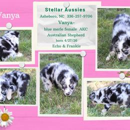 Vanya - Blue merle female Australian Shepherd puppy in Asheboro, North Carolina from Stellar Aussies