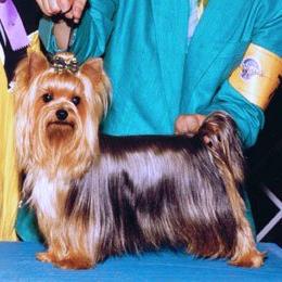 George - Yorkshire Terrier