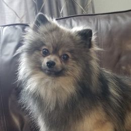 Buddy - Pomeranian