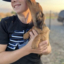 Boy 1 - Red male Dachshund puppy in Benton City, Washington from DOXA Miniature Dachshunds