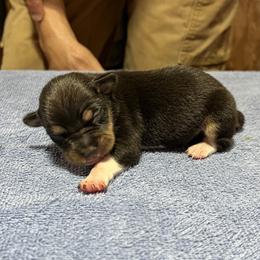Coco - Black white and tan female Rat Terrier puppy in Gonzales, Texas from Sunshine Deckers