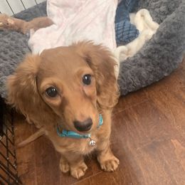 Dachshund Puppies from M & L Doxies
