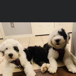 Sheepadoodle Puppies from Bns Sheepadoodles