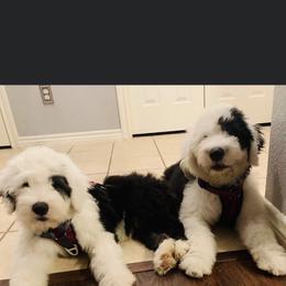 Sheepadoodle Puppies from Bns Sheepadoodles