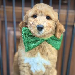 Miss Purple - Red female Australian Labradoodle puppy in Wake Forest, North Carolina from Lucky Country Labradoodles