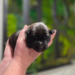 Cupid (green) - Black brindle male Dutch Shepherd puppy in Signal Mountain, Tennessee from Torgun Police Dogs