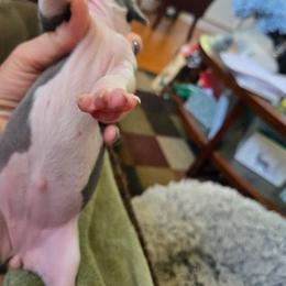 Italian Greyhound Puppies from Fisher Link