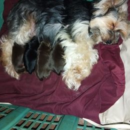 Yorkshire Terrier Puppies from York County Yorkies