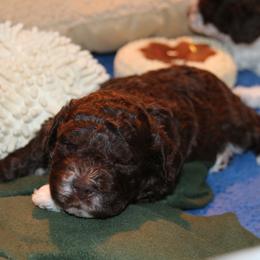 Lagotto Romagnolo Puppies from Royal and Loyal Lagotto Romagnolo