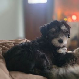 Winston - Black and tan male Havapoo puppy in Medina, Ohio from Momma's Mastiffs