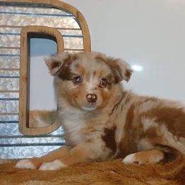 Salute - Red merle male Miniature Australian Shepherd puppy in Elkhart, Texas from Donaldson Dogz