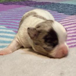 Stuart - White male Chihuahua puppy in Seneca, Missouri from Stephanie’s Puppy Colony