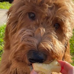Aussiedoodle and Goldendoodle All Grown Up from Hunting Creek Kennels