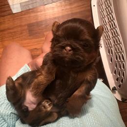 Girl 3 - Liver female Shih Tzu puppy in Tennessee from Cutshall Babies