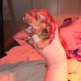 Girl 1 - Chocolate and tan female Dachshund puppy in Lansing, Michigan from Black Thunder 517 Cane Corso and Dachshunds