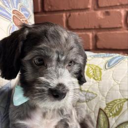 Male3 112825 (Oreo) - Black & white male Maltipoo puppy in Bakersfield, California from Silvia's Maltipoos