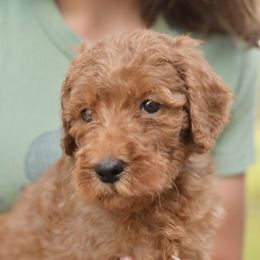 Beth - Red  female Poodle puppy in Grimsley, Tennessee from Above Standard Poodles