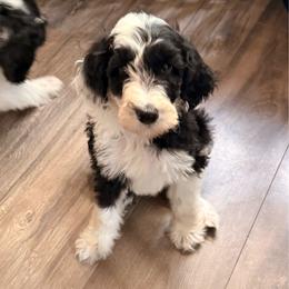 Gray - Black and white male Sheepadoodle puppy in Prairie Du Chien, Wisconsin from Hicklin Hollow Ranch