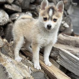 Steel - Black and white male Pomsky puppy in Staples, Minnesota from Ritzy Puppies