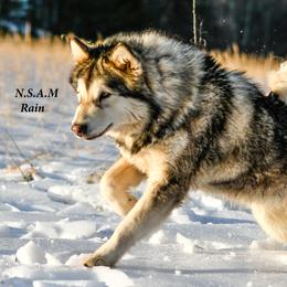 Rain - Alaskan Malamute