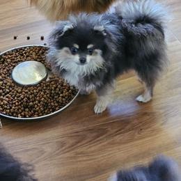 Terk - Black and tan female Pomeranian puppy in Indianola, Iowa from Argetsinger Poms