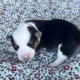 Rye - Black and tan female Pembroke Welsh Corgi puppy in Washington, Arkansas from Foxy Knoll Farm
