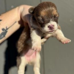 Versace - Sable female Pembroke Welsh Corgi puppy in East Oakdale, California from Rhettro Kennels