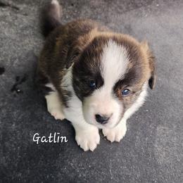 Gatlin - Brindle and white male American Corgi puppy in Concrete, Washington from Wigglebutts American Corgis