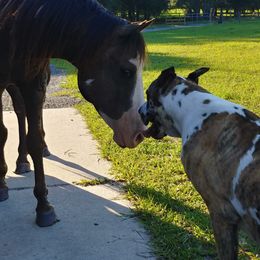 Great Danes from Caddylicious Great Danes