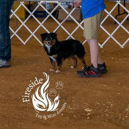 Nova - Toy Australian Shepherd