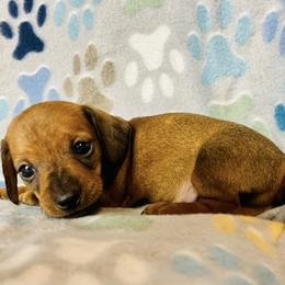 Dachshund Puppies from Mahzian Miniature Dachshunds