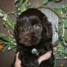 Australian Labradoodle Puppies from Windsor Creek Labradoodles
