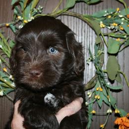 Australian Labradoodle Puppies from Windsor Creek Labradoodles