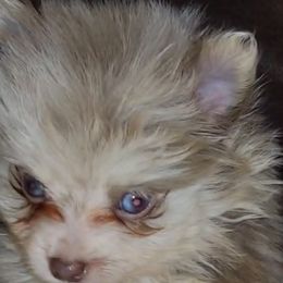 Pomeranian Puppies from Chinita's Pom Poms