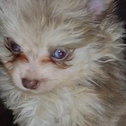 Pomeranian Puppies from Chinita's Pom Poms