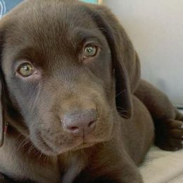 Labrador Retrievers from Goshen Swamp Retrievers