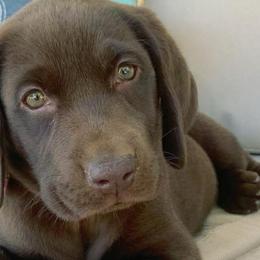 Labrador Retrievers from Goshen Swamp Retrievers