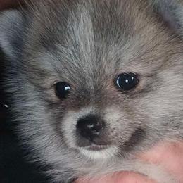 Pomskies from Kacy Dunckhorst